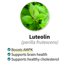 Luteolin (Perilla frutescens)