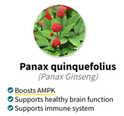 Panax quinquefolius (Panax Ginseng)