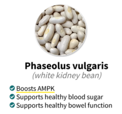 Phaseolus vulgaris